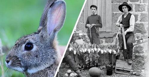 最近热门事件合集吃瓜兔,近期热门事件合集深度解析