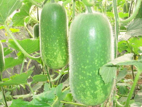 网红大瓜下载 52爆料吃瓜网,52爆料吃瓜网独家爆料，带你领略娱乐圈风云变幻